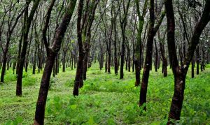 Beautiful Asia photos - rubber tree plantation in asia.jpg